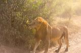 TANZANIA - Serengeti National Park - Leone maschio - 14